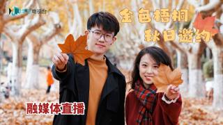 金色梧桐·秋日邀约